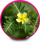 Tribulus - Women Sexual Dysfunction Problems For Canadian